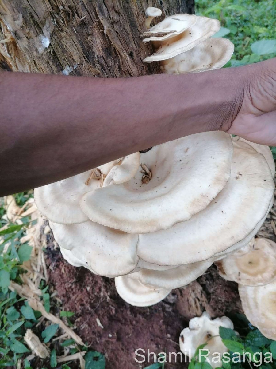 Pleurotus tuber